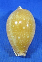 Cypraea guttata surinensis